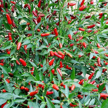 Thai Garden Bird Hot Pepper Seeds