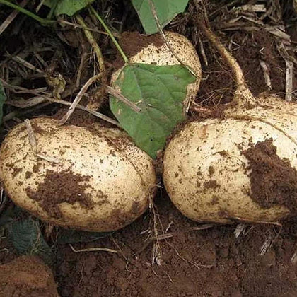 Jicama Yam Bean Seeds