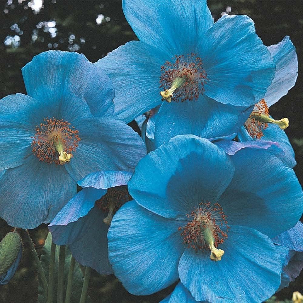 Himalayan Blue Poppy Seeds up to 50%