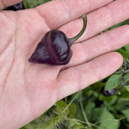 Purple UFO Pepper Seeds