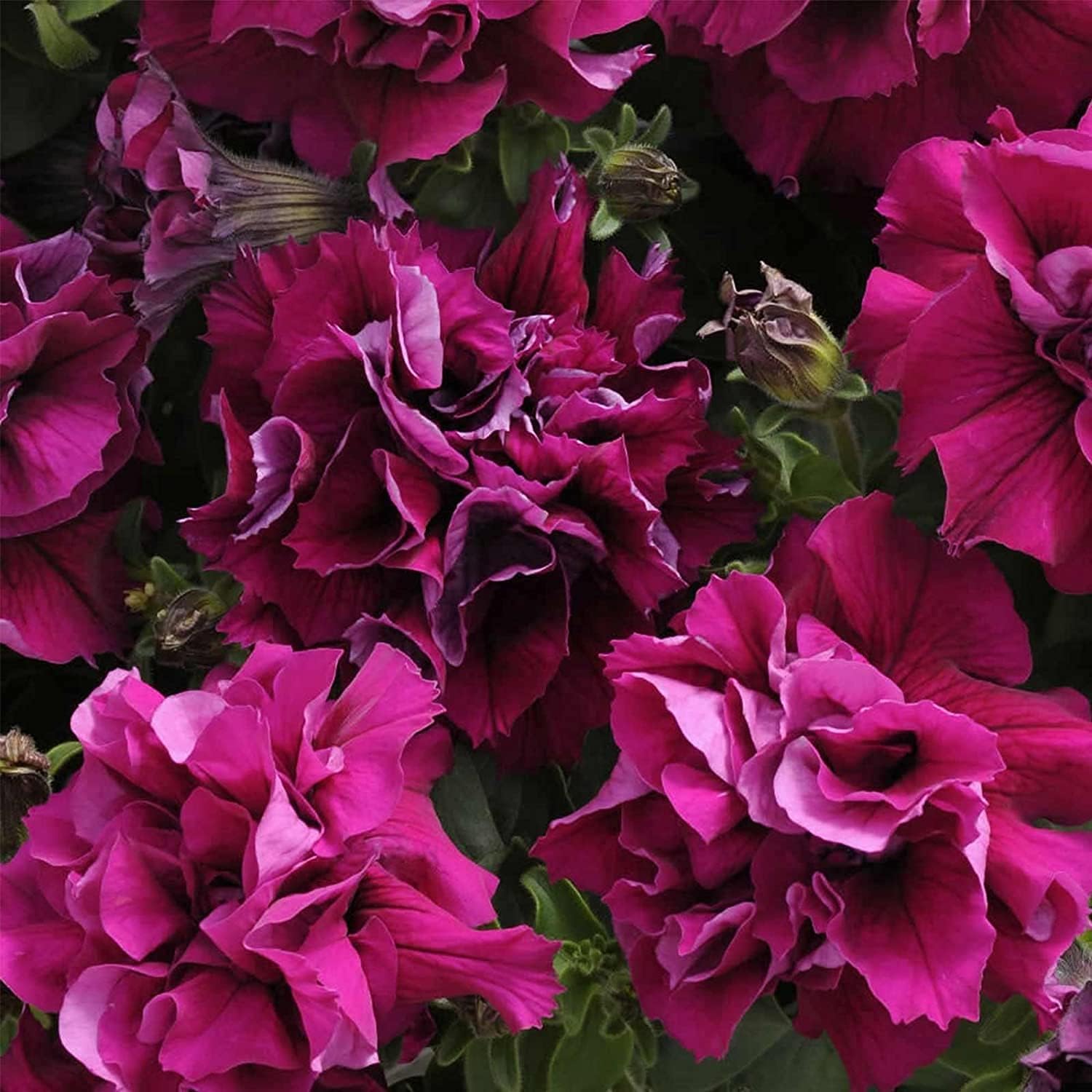 Burgundy Floribunda Petunia Seeds up to 50%