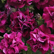 Petunia Seeds