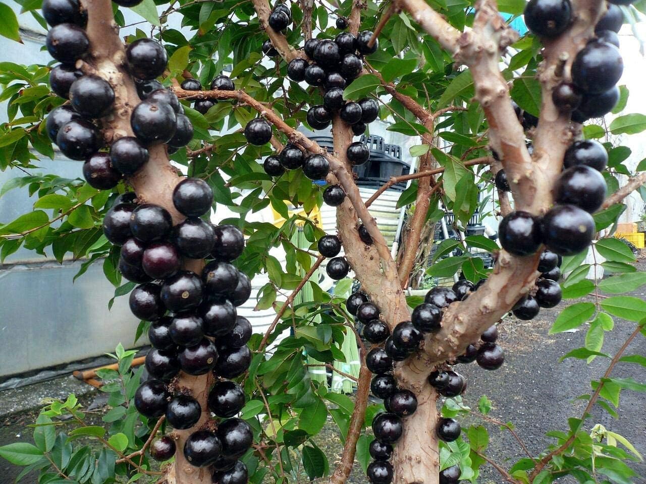 Jabuticaba Fruit Seeds up to 50%