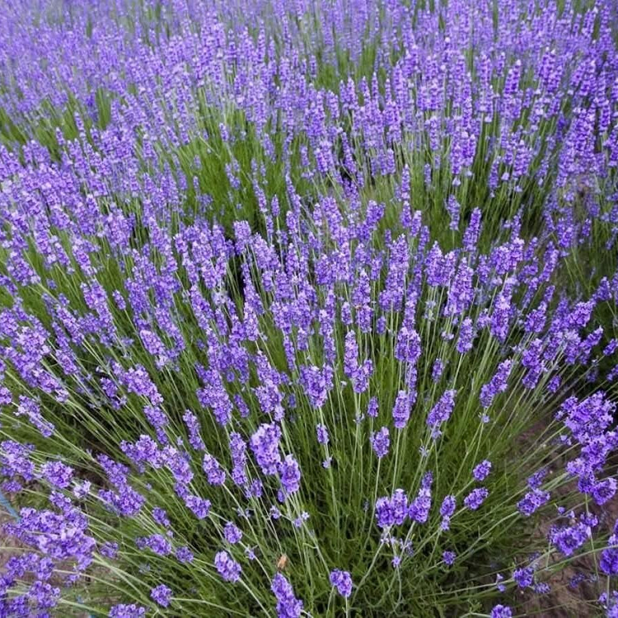 English Lavender Herb Seeds up to 50%