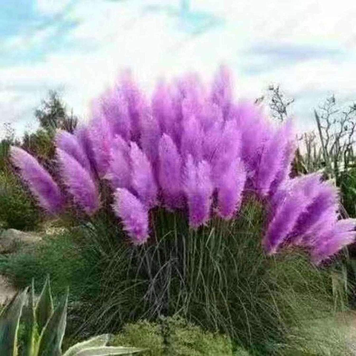 Purple Pampas Grass Seeds Up to 50% Off