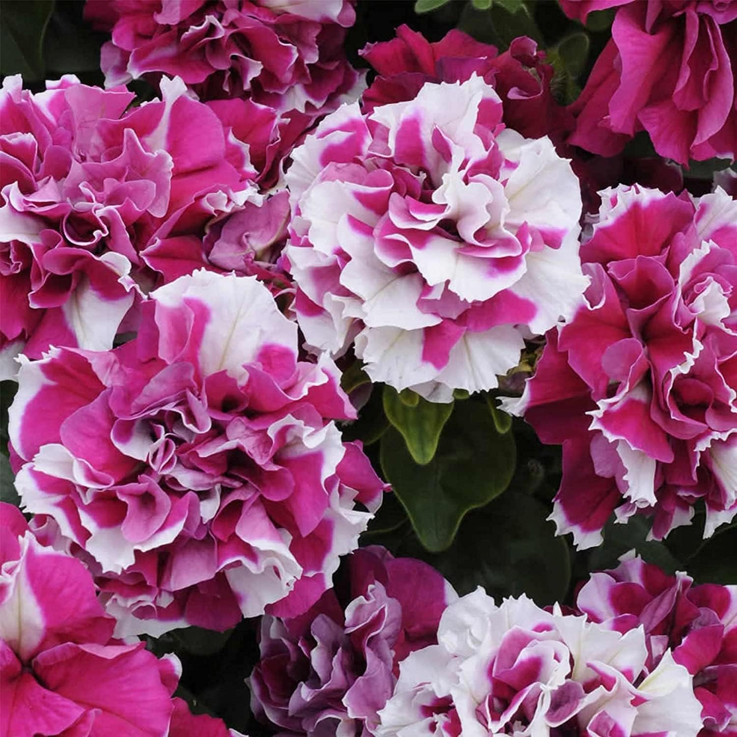 Double Madness Petunia Seeds ¨C Rose & White Blooms | up to 50%