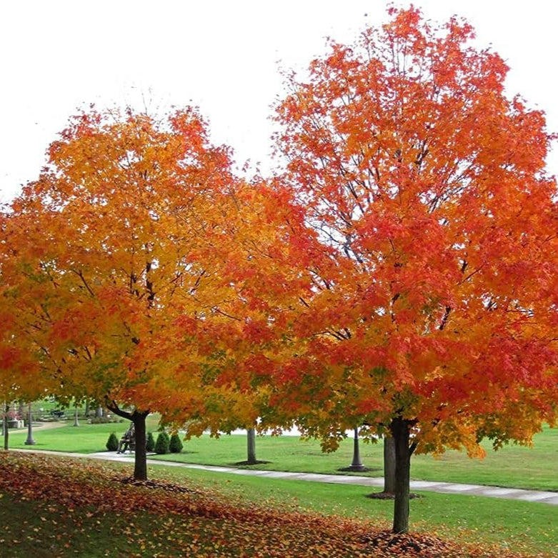 Sugar Maple (Acer saccharum) seeds Up to 50%