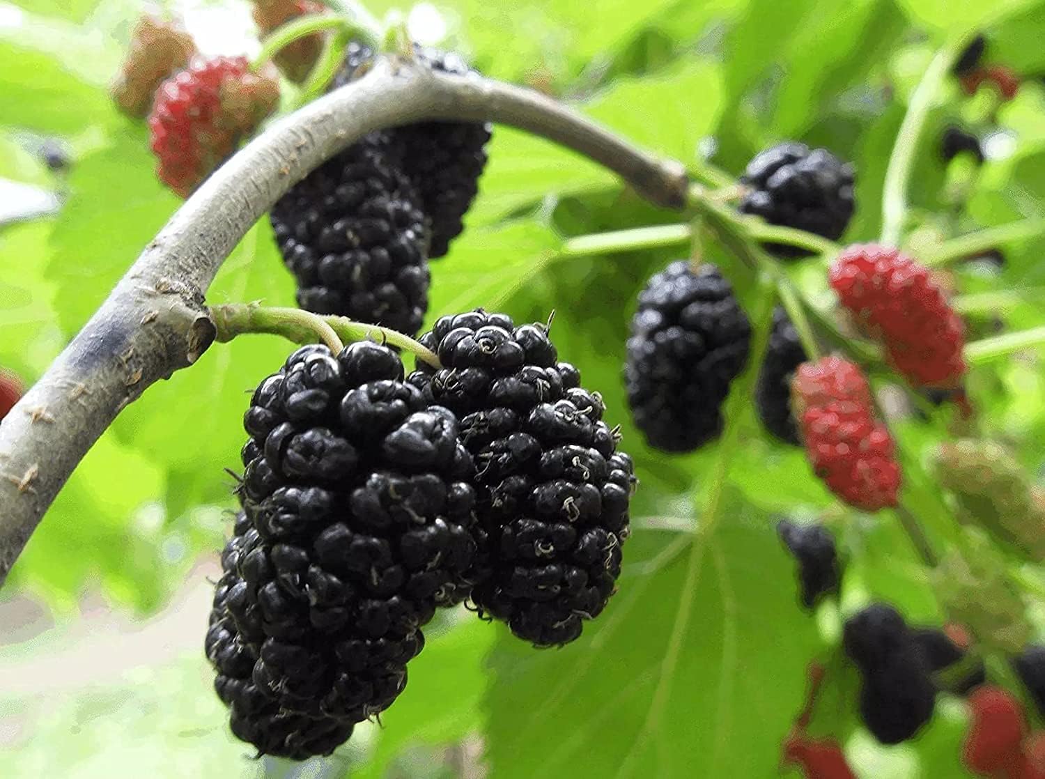 Mulberry Tree Seeds prime day up to 50%