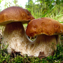 Porcini Mushroom Spores