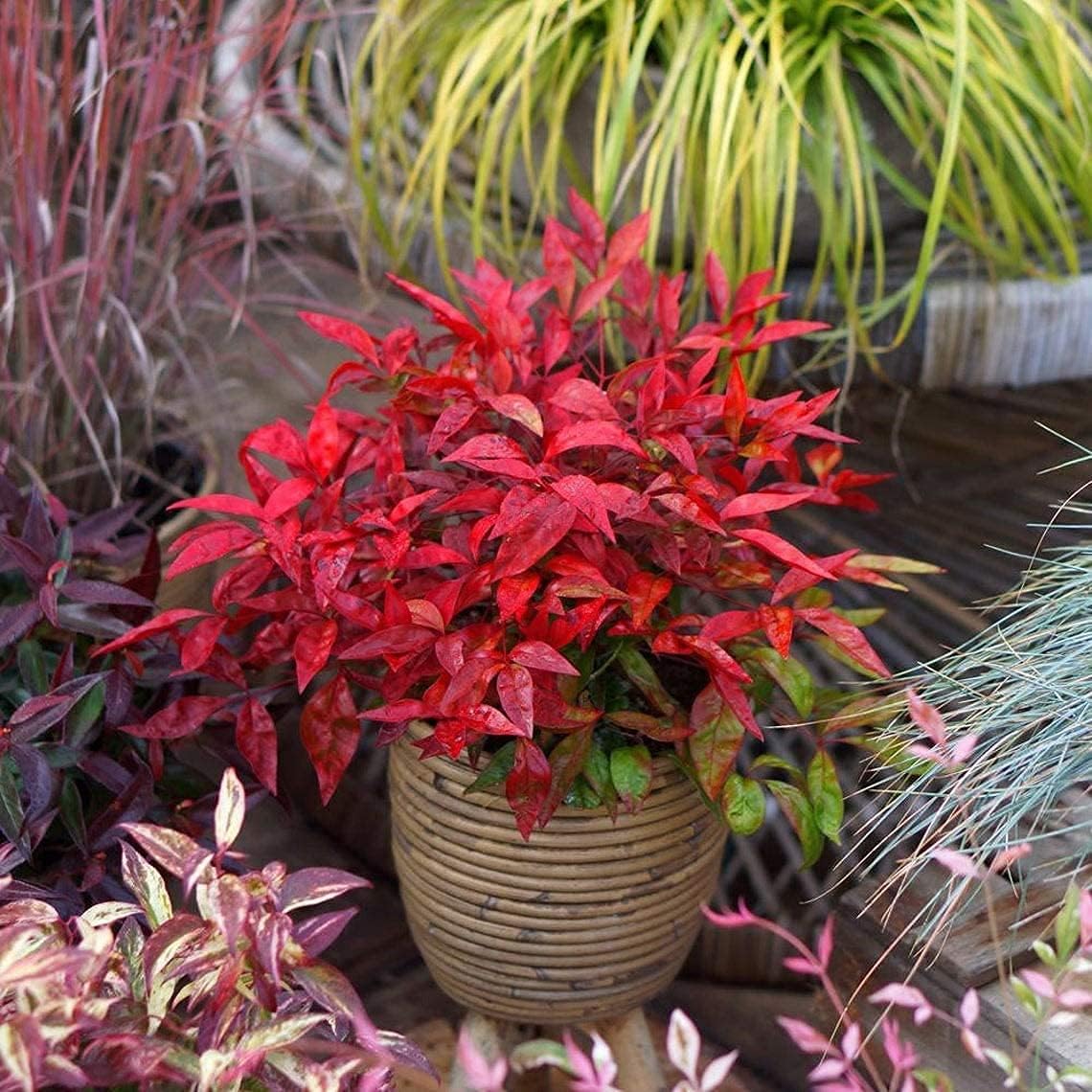 Heavenly Bamboo Seeds Up to 50%