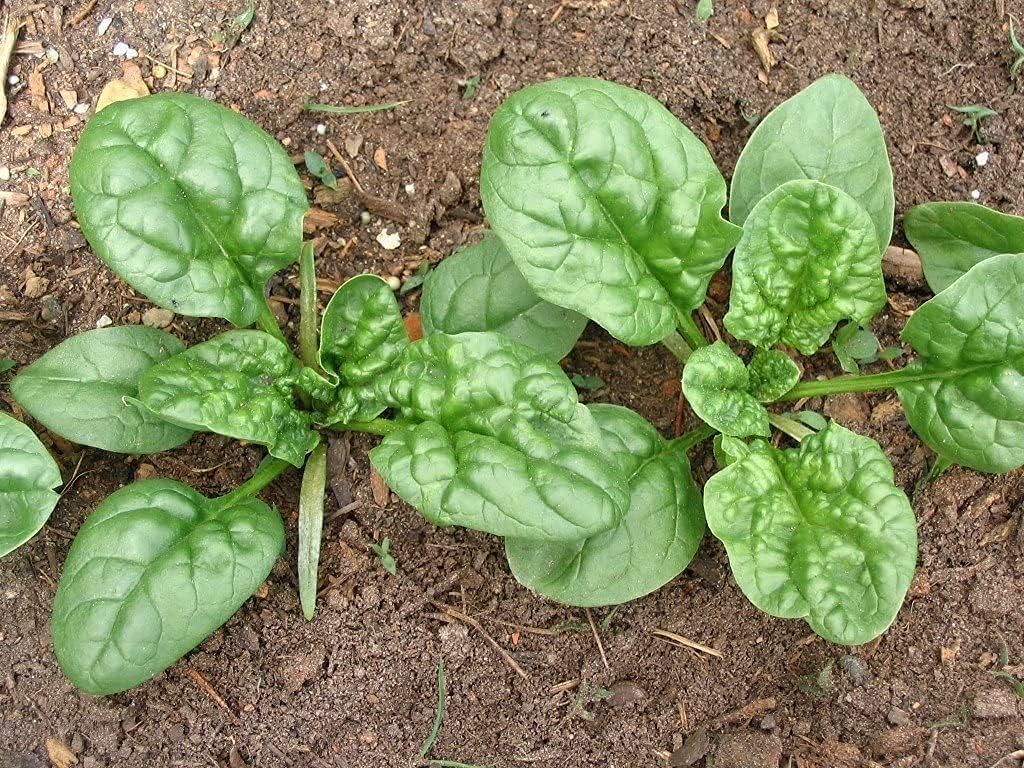 Heirloom Spinach Leaf Seeds Up to 50% Off