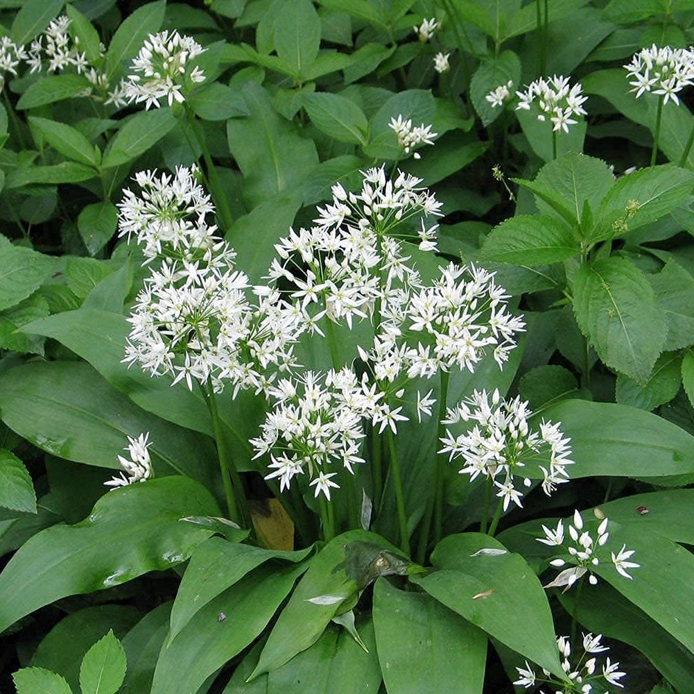 Allium Ursinum Seeds – Wild Garlic (Bear’s Garlic) | Up to 50%