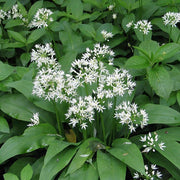 Wild Garlic Seeds