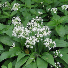 Wild Garlic Seeds