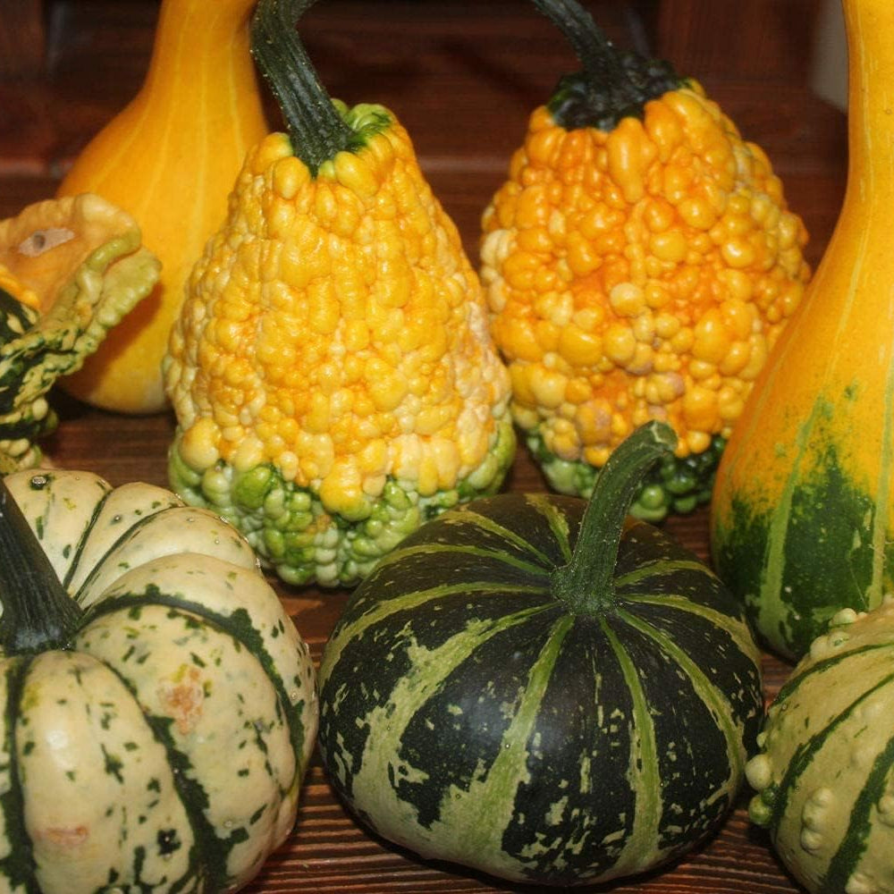 Ornamental Pumpkin Mix Seeds up to 50%