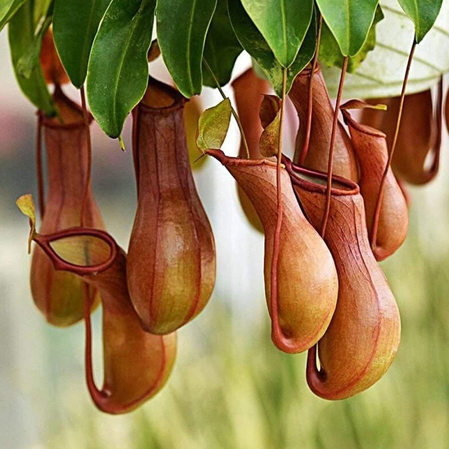 Tropical Pitcher Plant Seeds Up to 50% Off
