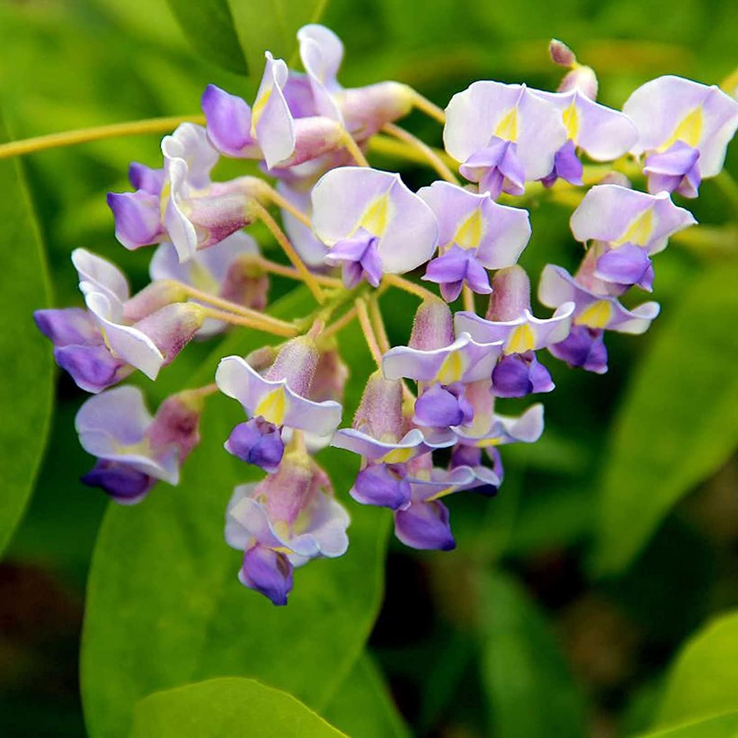 Blue Moon Wisteria Seeds up to 50%