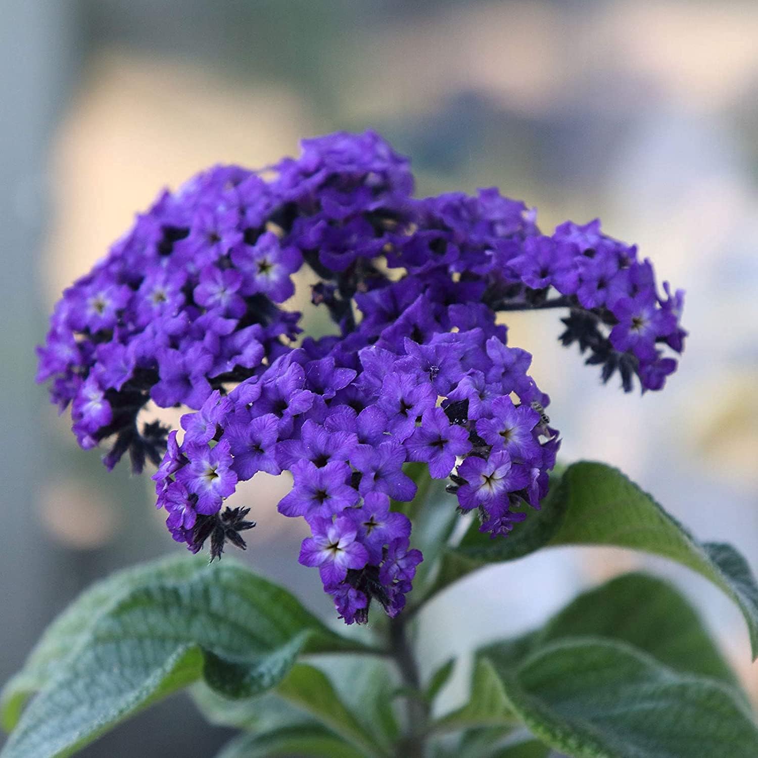 Heliotrope Flower Seeds – Marine Blooms | Up to 50%