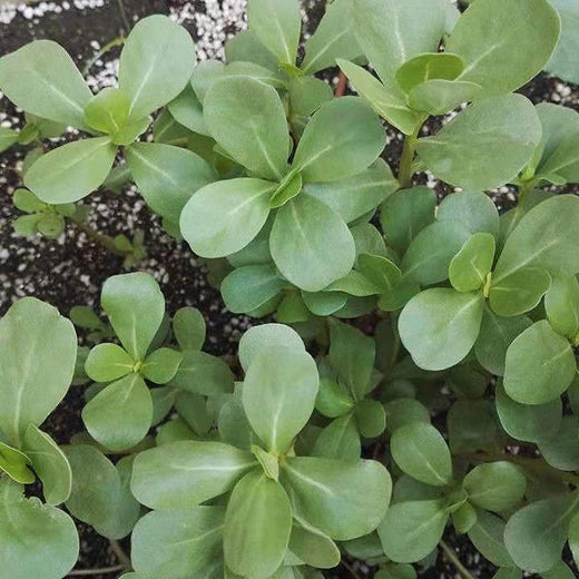 Green Purslane Seeds