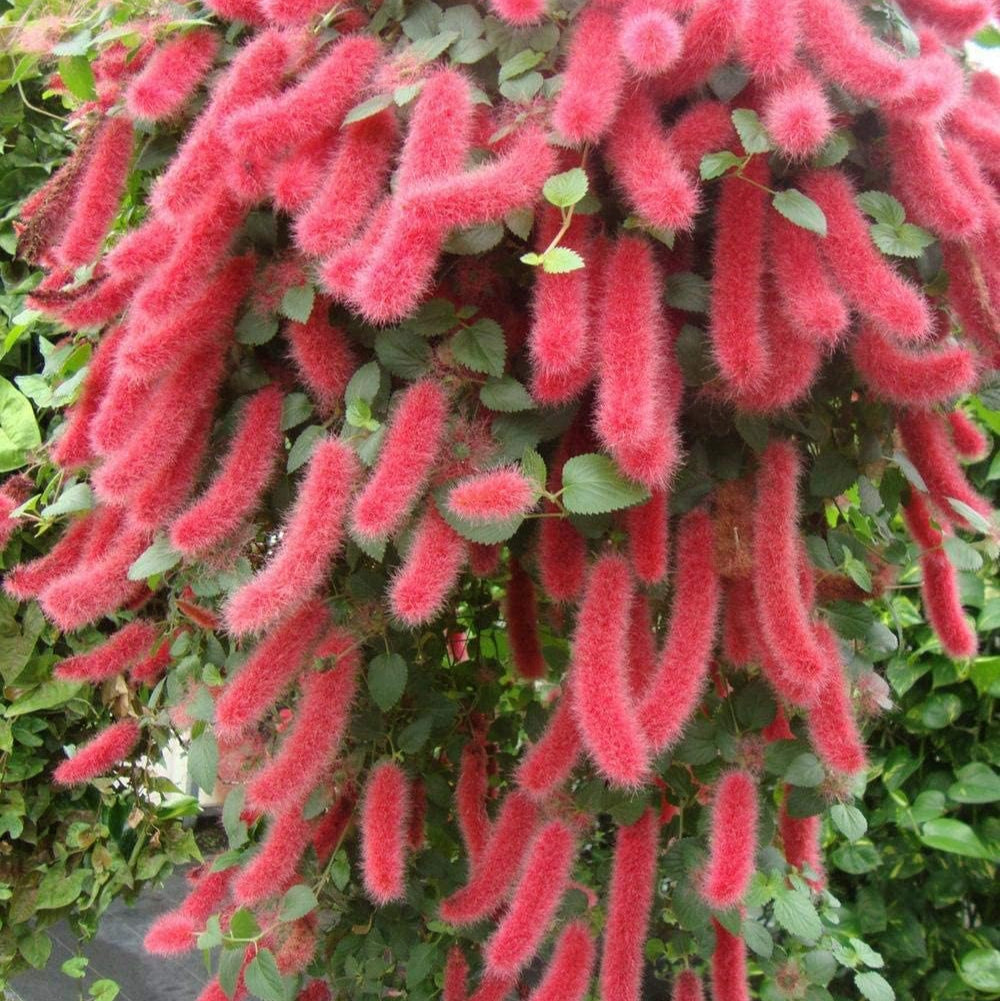 Chenille Plant Seeds Up to 50% Off