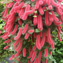 Chenille Plant Seeds