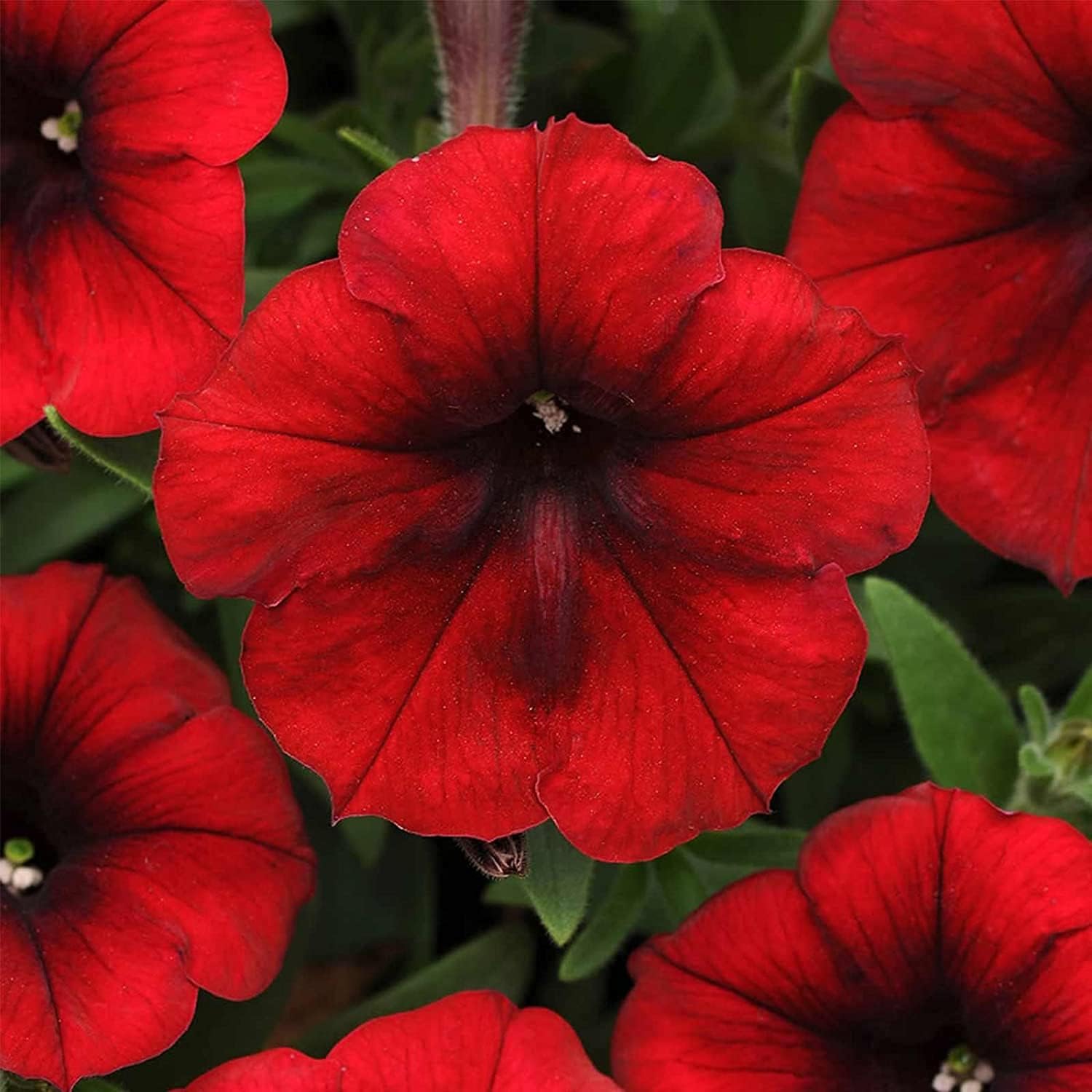 Red Velour Petunia Seeds up to 50%