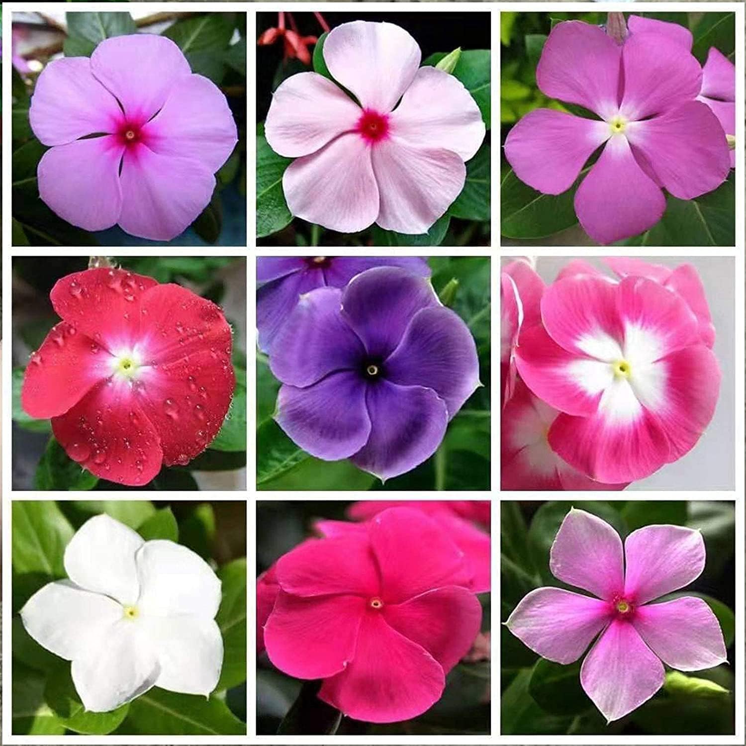 Mixed Vinca Periwinkle Seeds prime day up to 50%