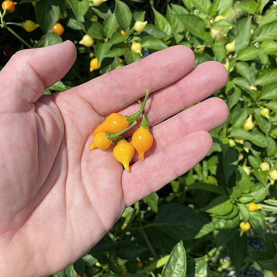 Yellow Biquinho Pepper Seeds up to 50%