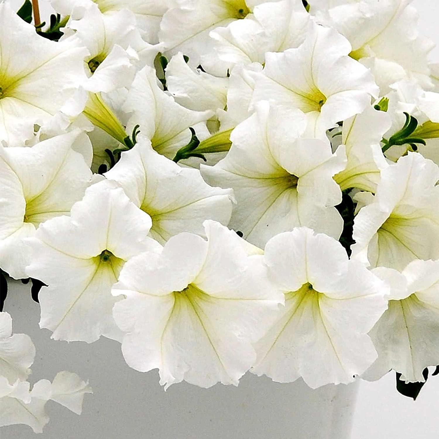 Easy Wave Petunia Seeds – White Blooms | Up to 50%