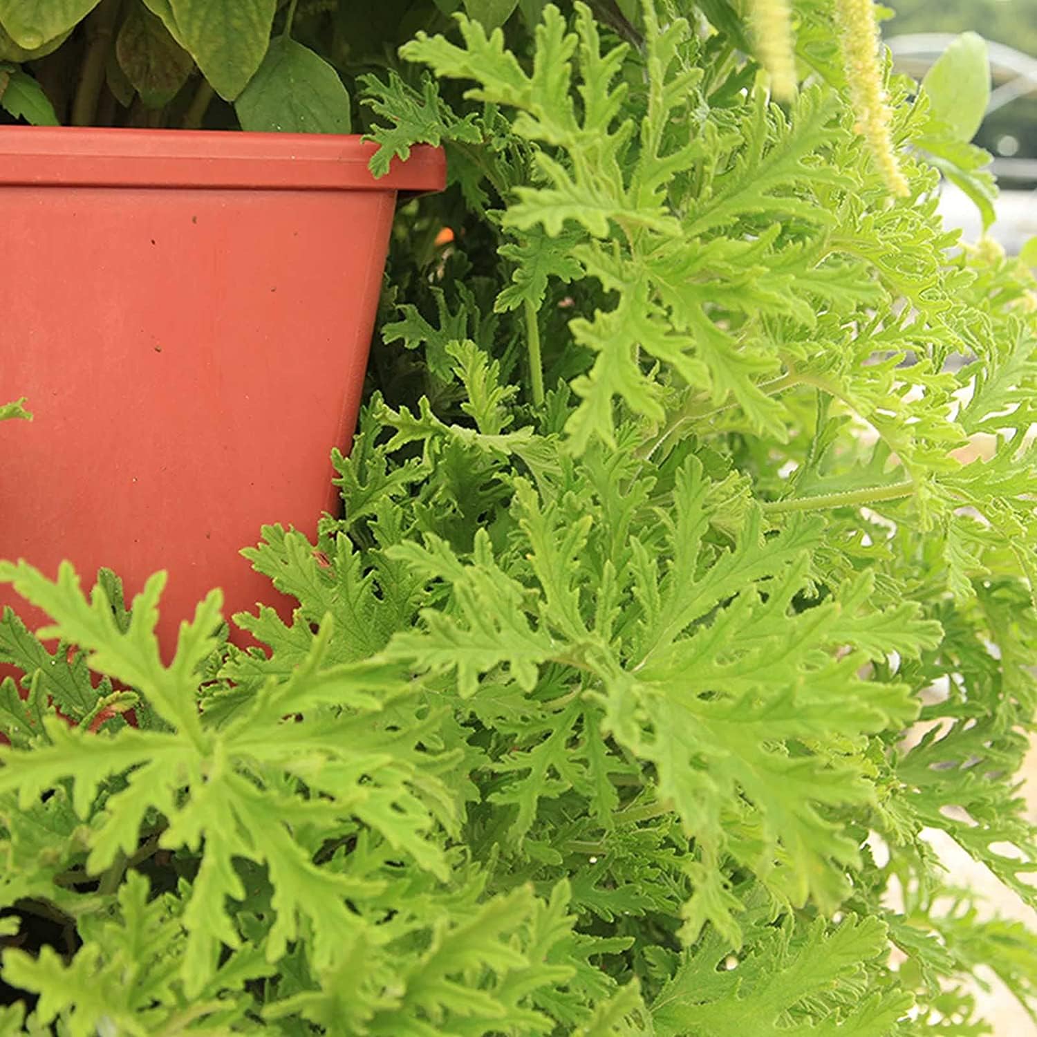 Citronella Plant Seeds up to 50%