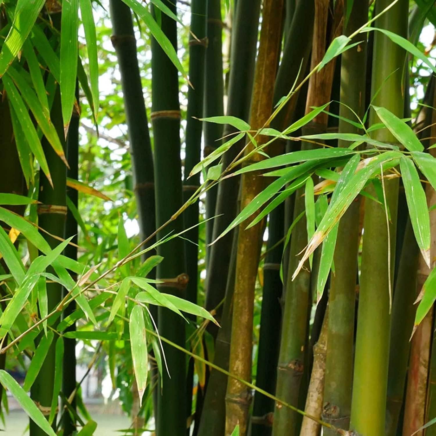 Giant Bamboo Plant Seeds Up to 50% Off