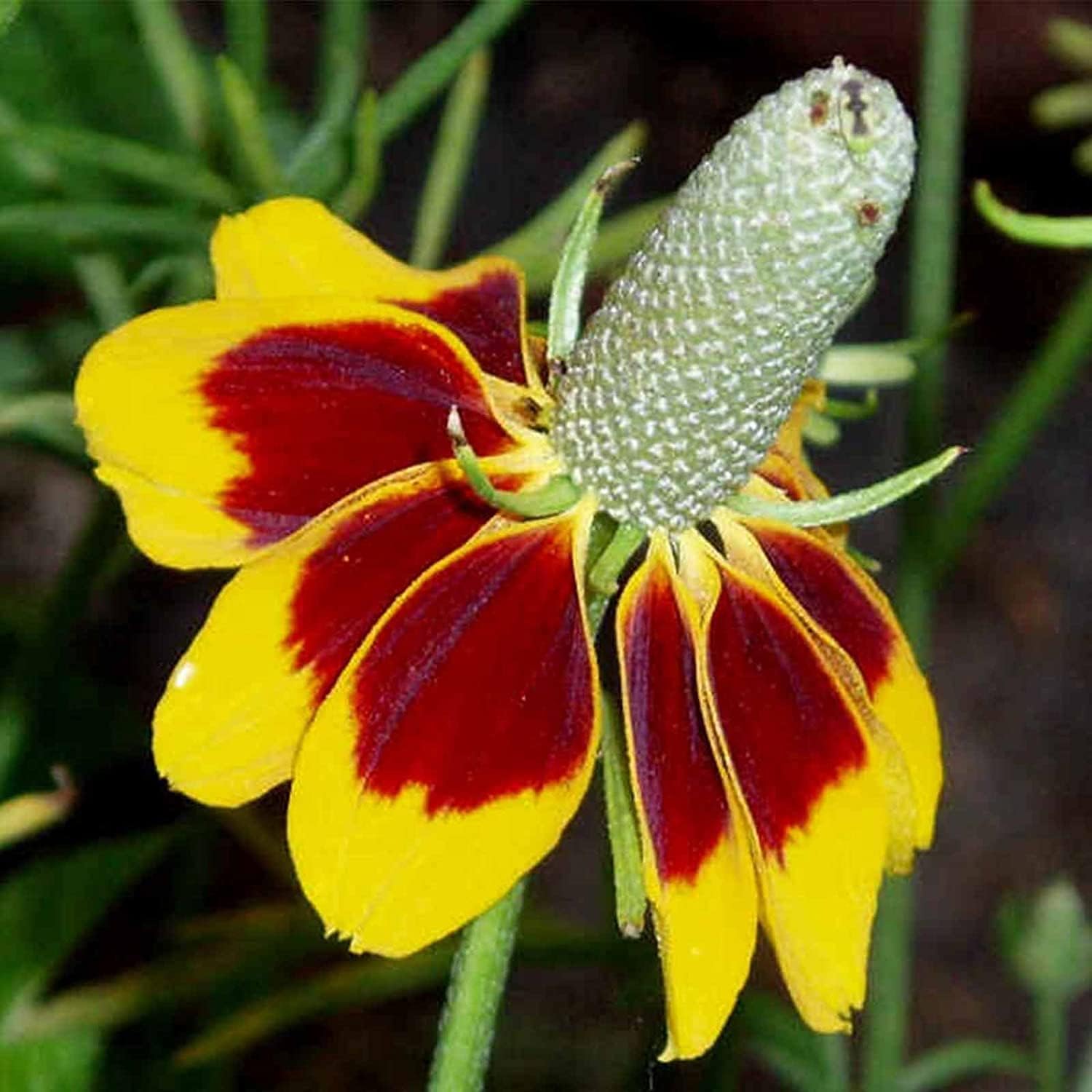 Mexican Hat Seeds ¨C up to 50%
