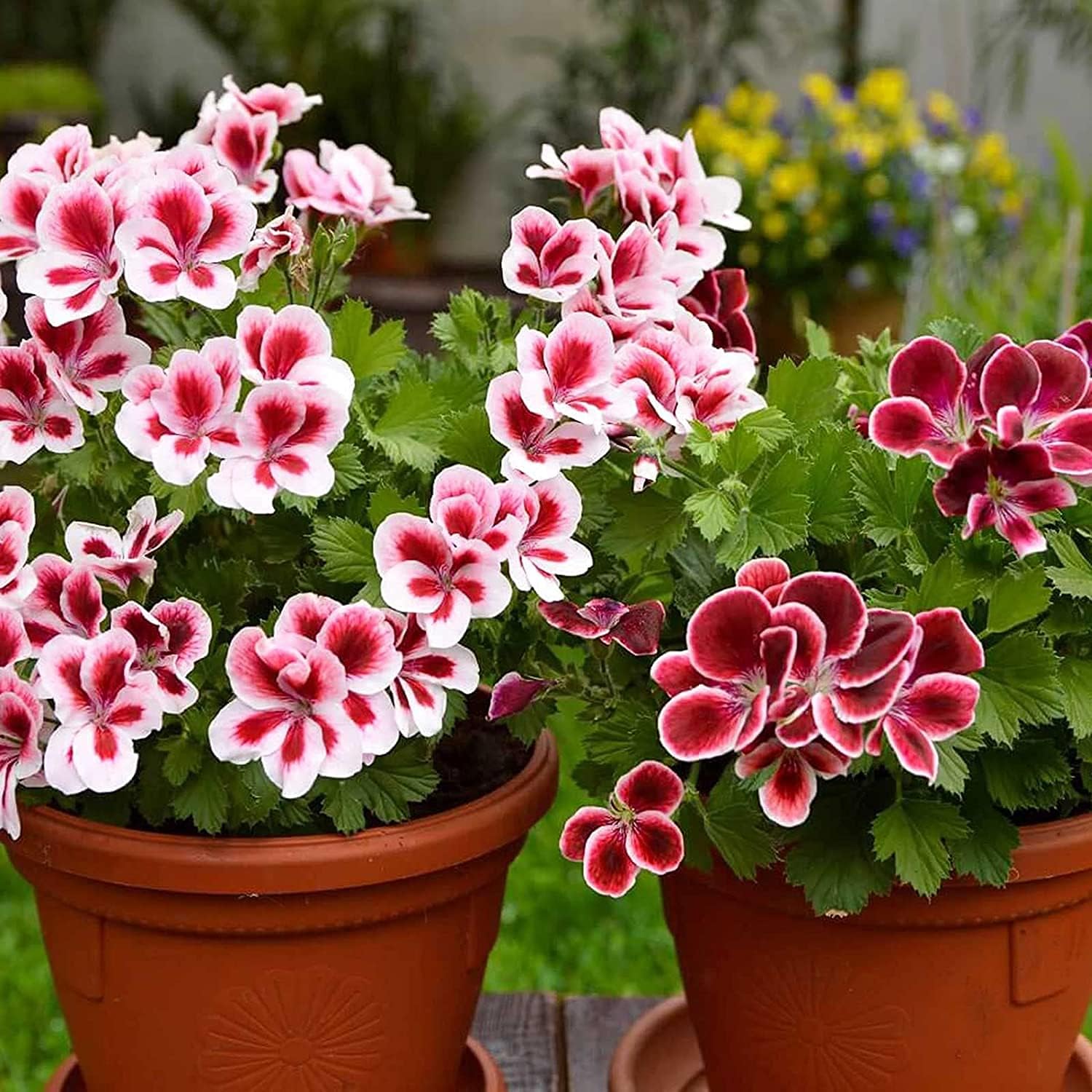 Mixed Geranium Flower Seeds prime day up to 50%