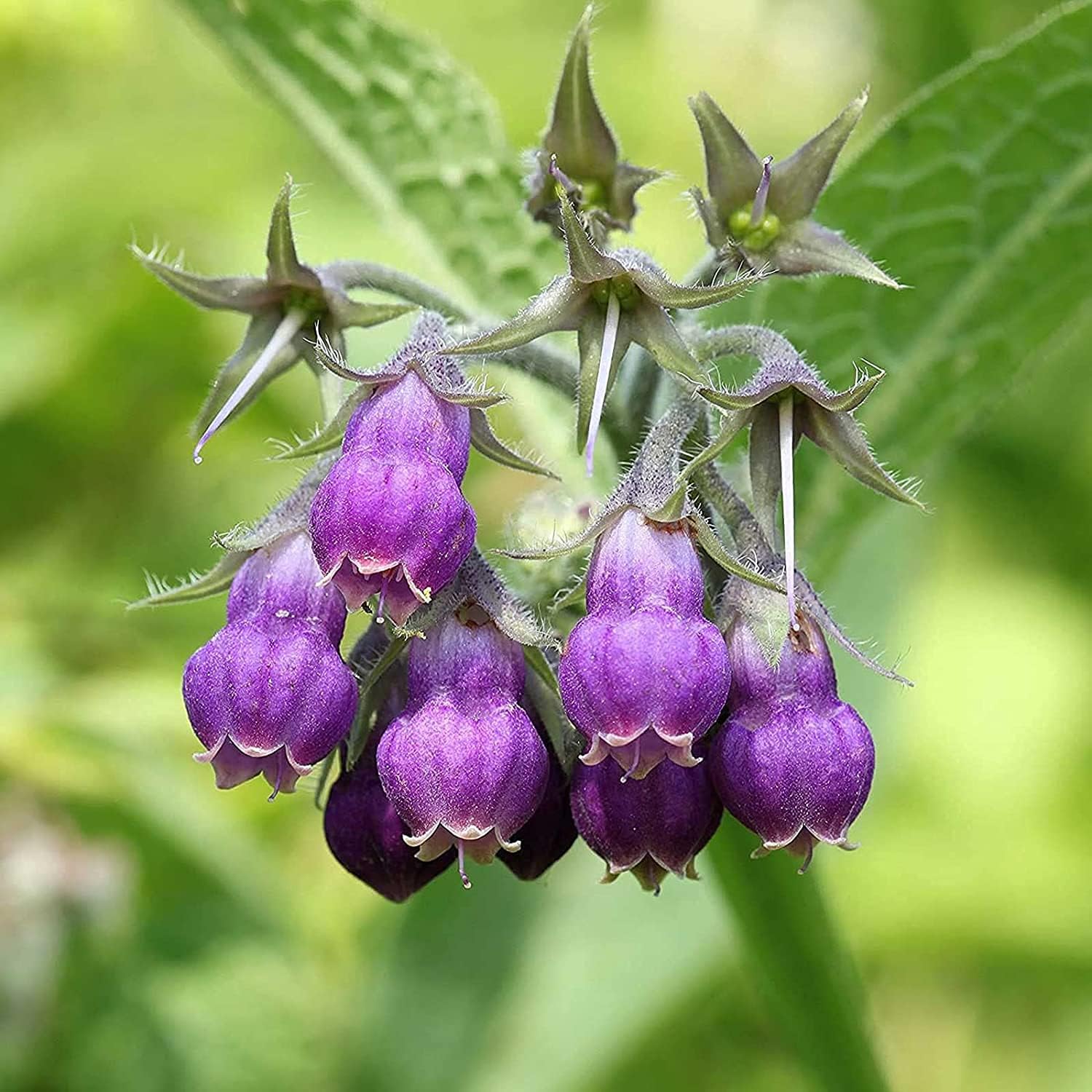 comfrey seeds or plants Symphytum Officinale (Comfrey) Seeds ¨C Non-GMO Perennial Herb ¨C up t