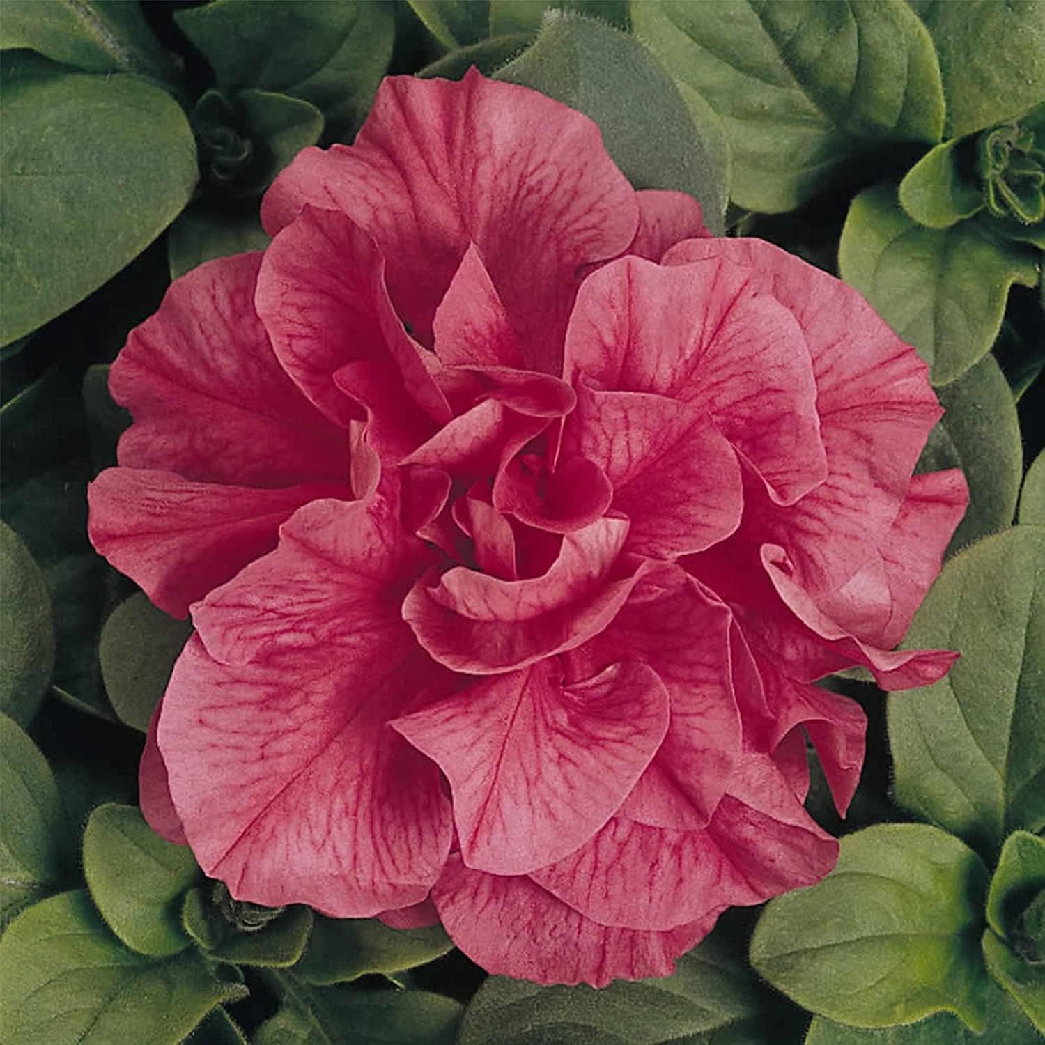 Salmon Floribunda Petunia Seeds up to 50%