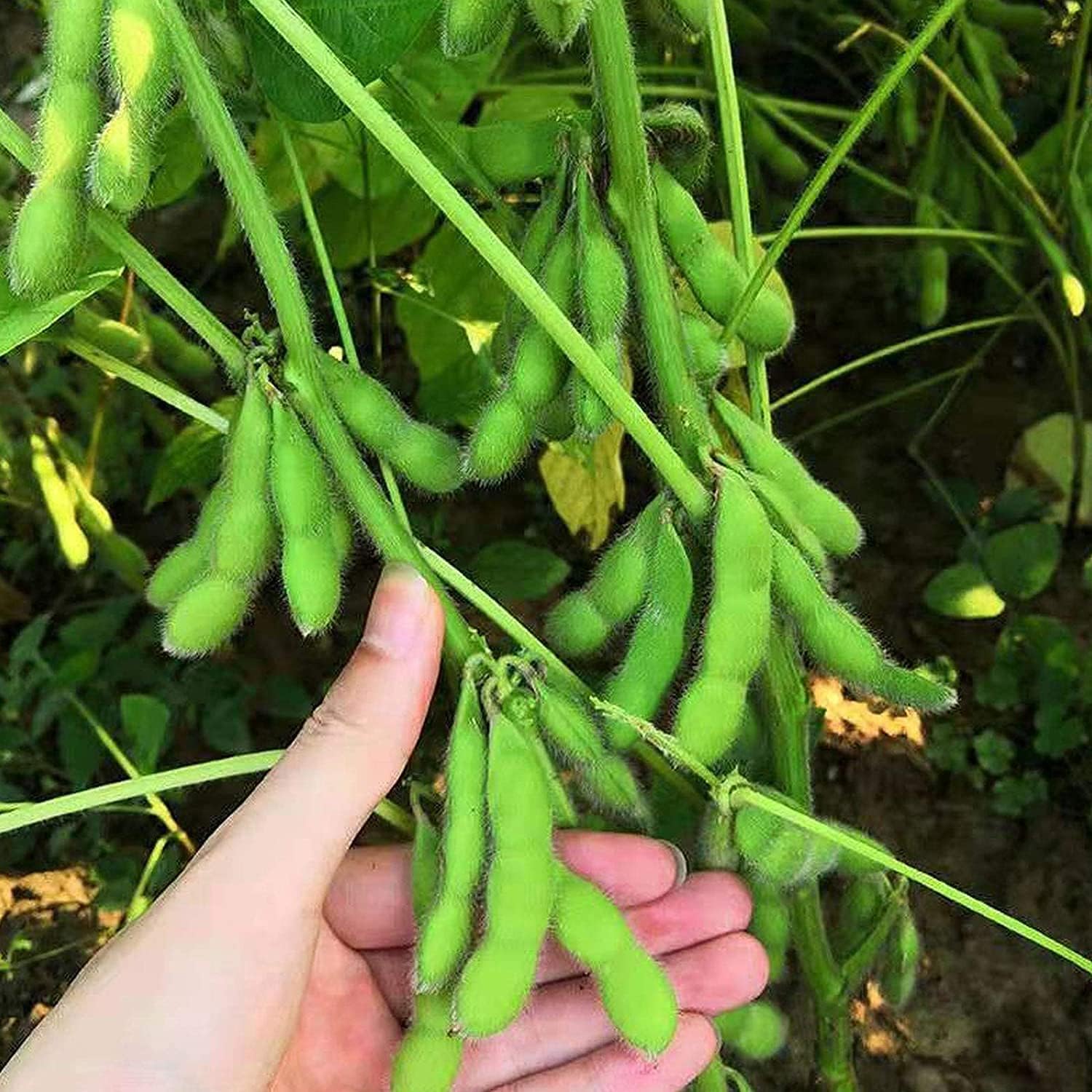 Midori Giant Edamame Seeds prime day up to 50%