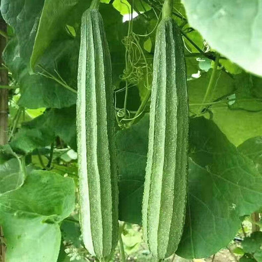 Luffa Gourd Sponge Seeds