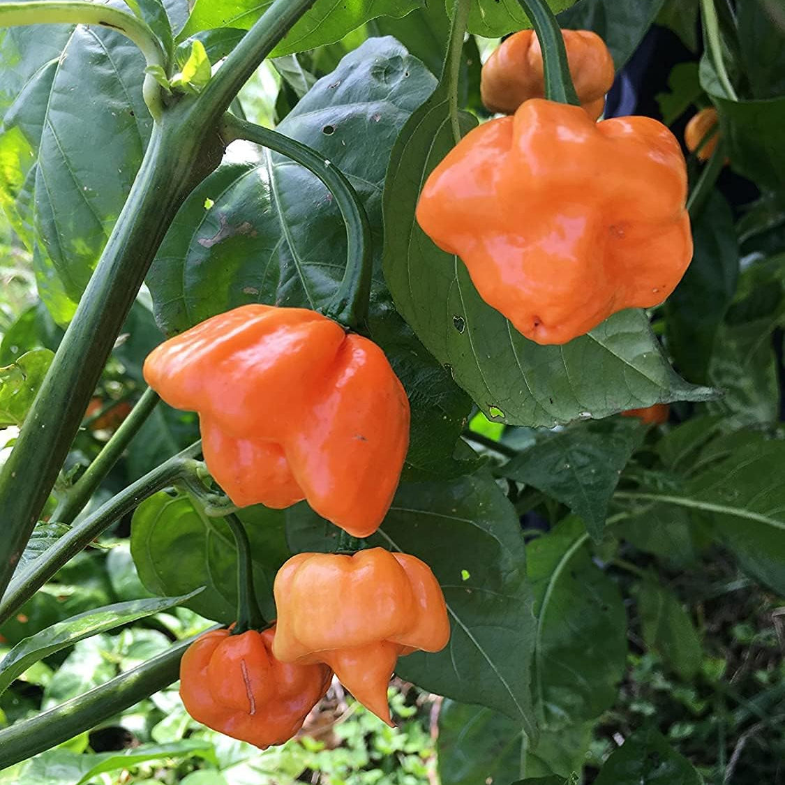 Bahamian Goat Hot Pepper Seeds – Heirloom Caribbean Chili– Up to 50%