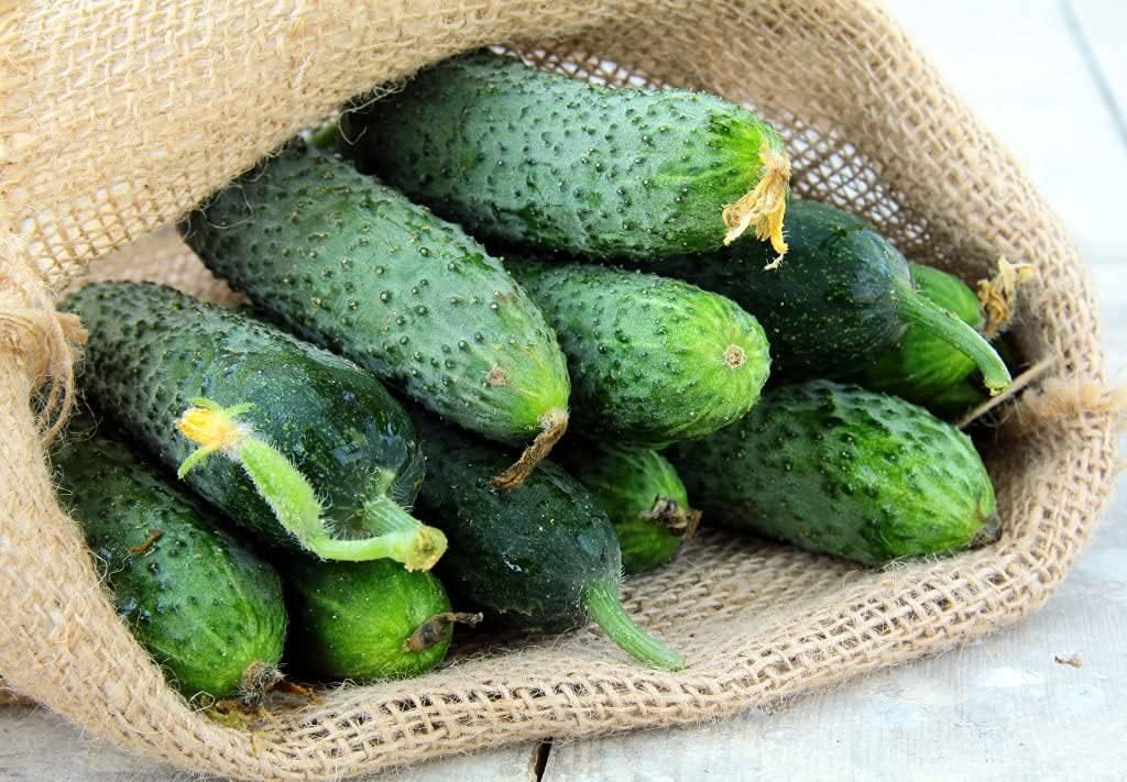 Titus Cucumber Seeds up to 50%