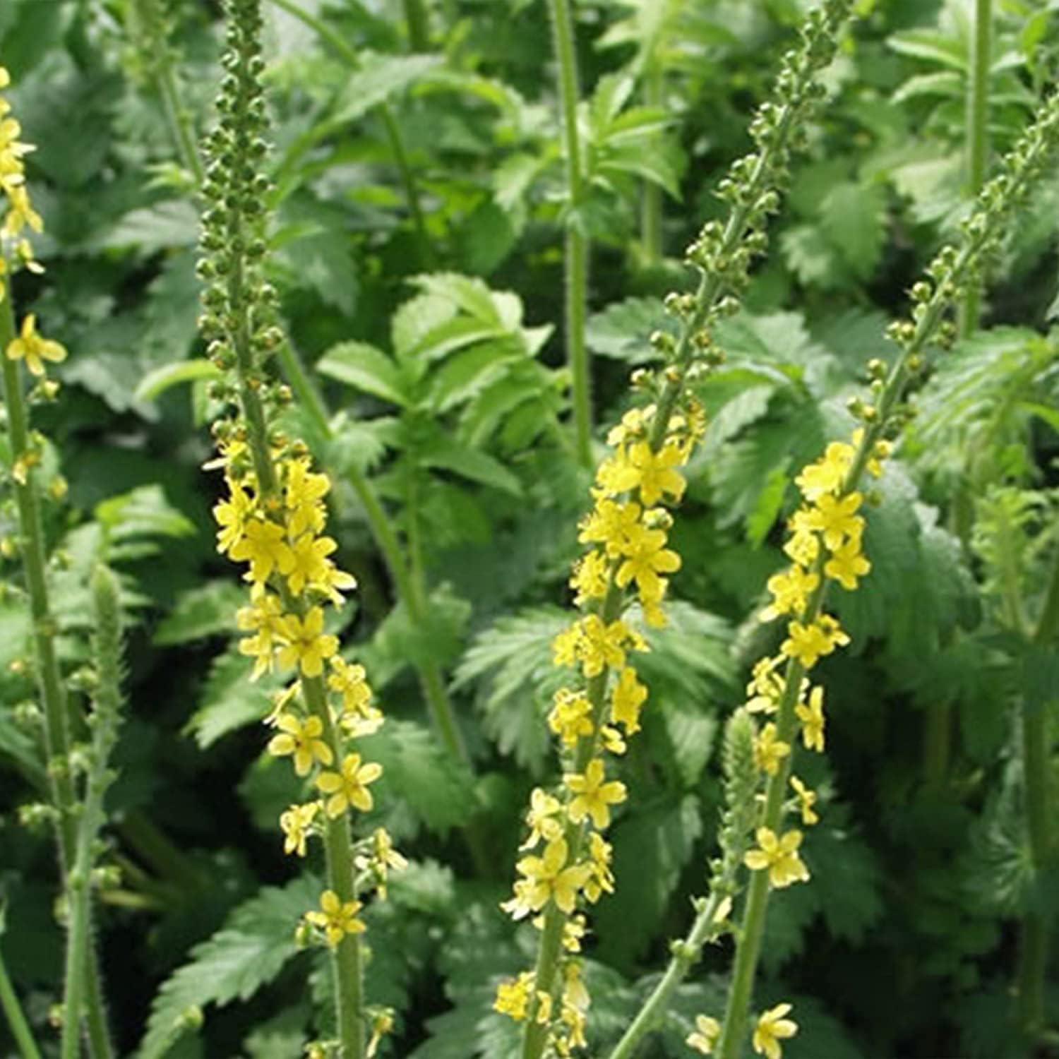 Agrimony Seeds up to 50%