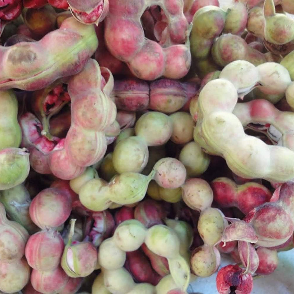 Madras Thorn Tree Seeds up to 50%