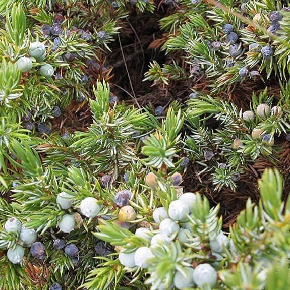 Common Juniper Seeds up to 50%