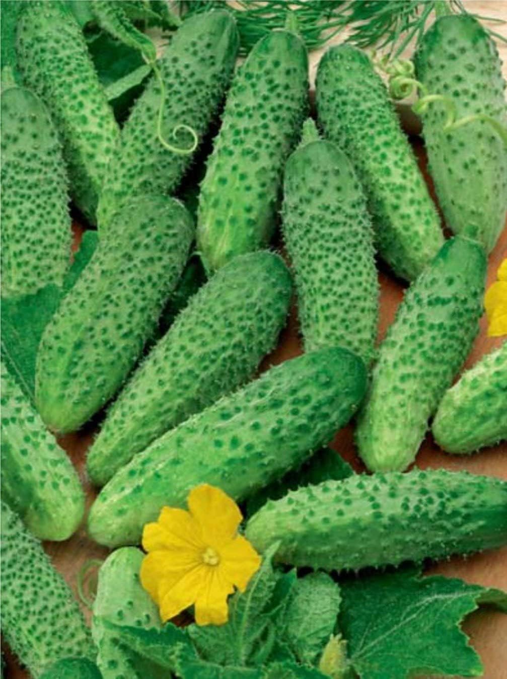 Titus Cucumber Seeds up to 50%