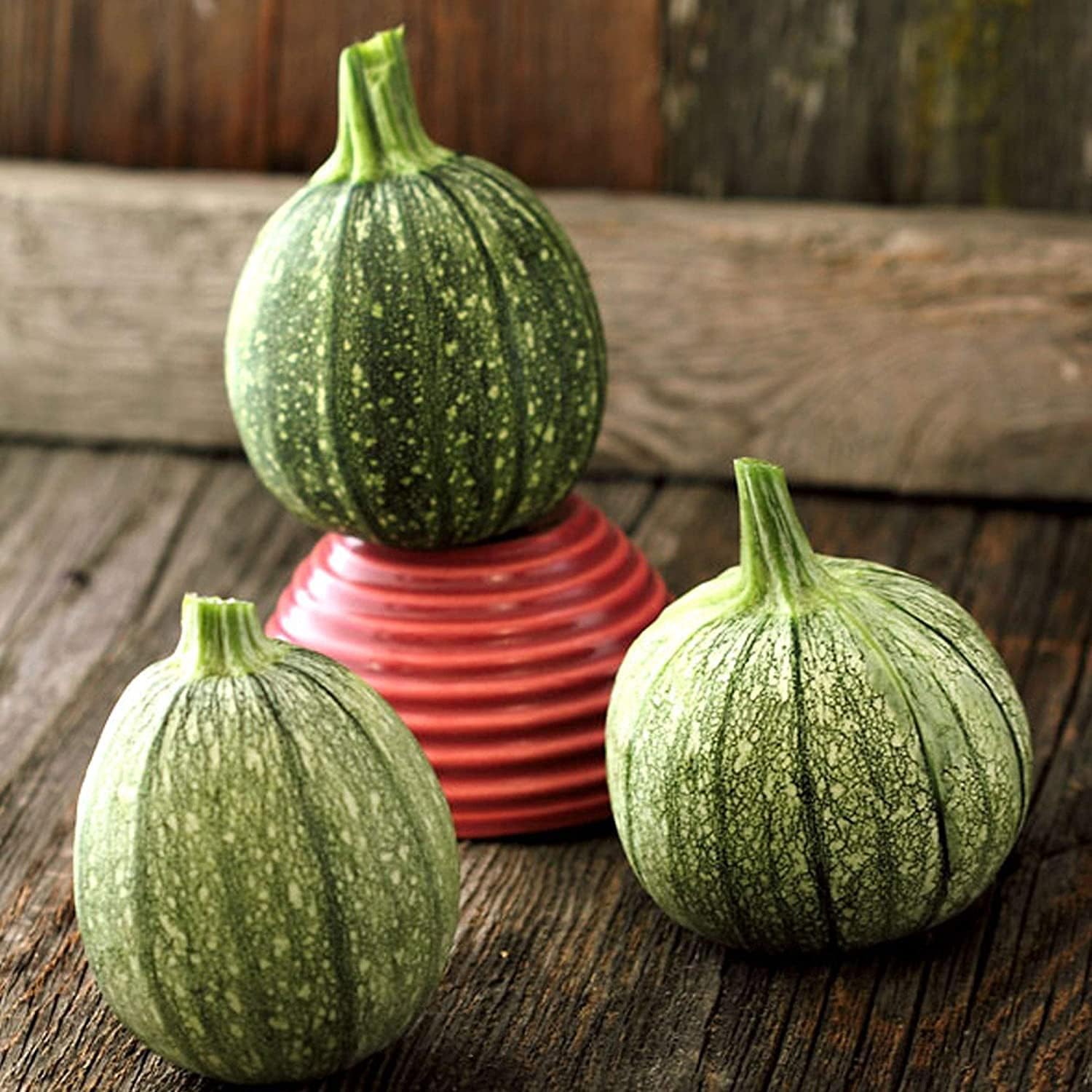 Round Zucchini Seeds Up to 50% Off