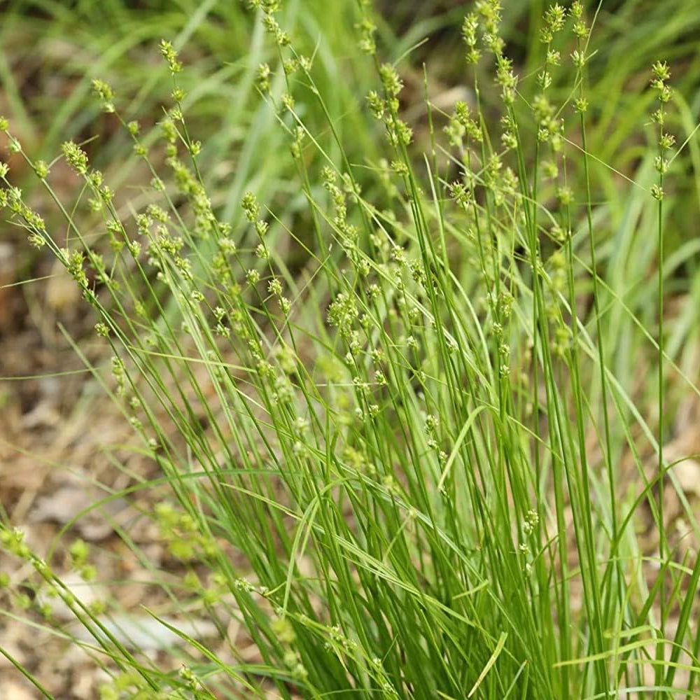 Pennsylvania Sedge Grass Seeds prime day up to 50%