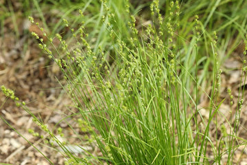 Pennsylvania Sedge Grass Seeds Up to 50% Off