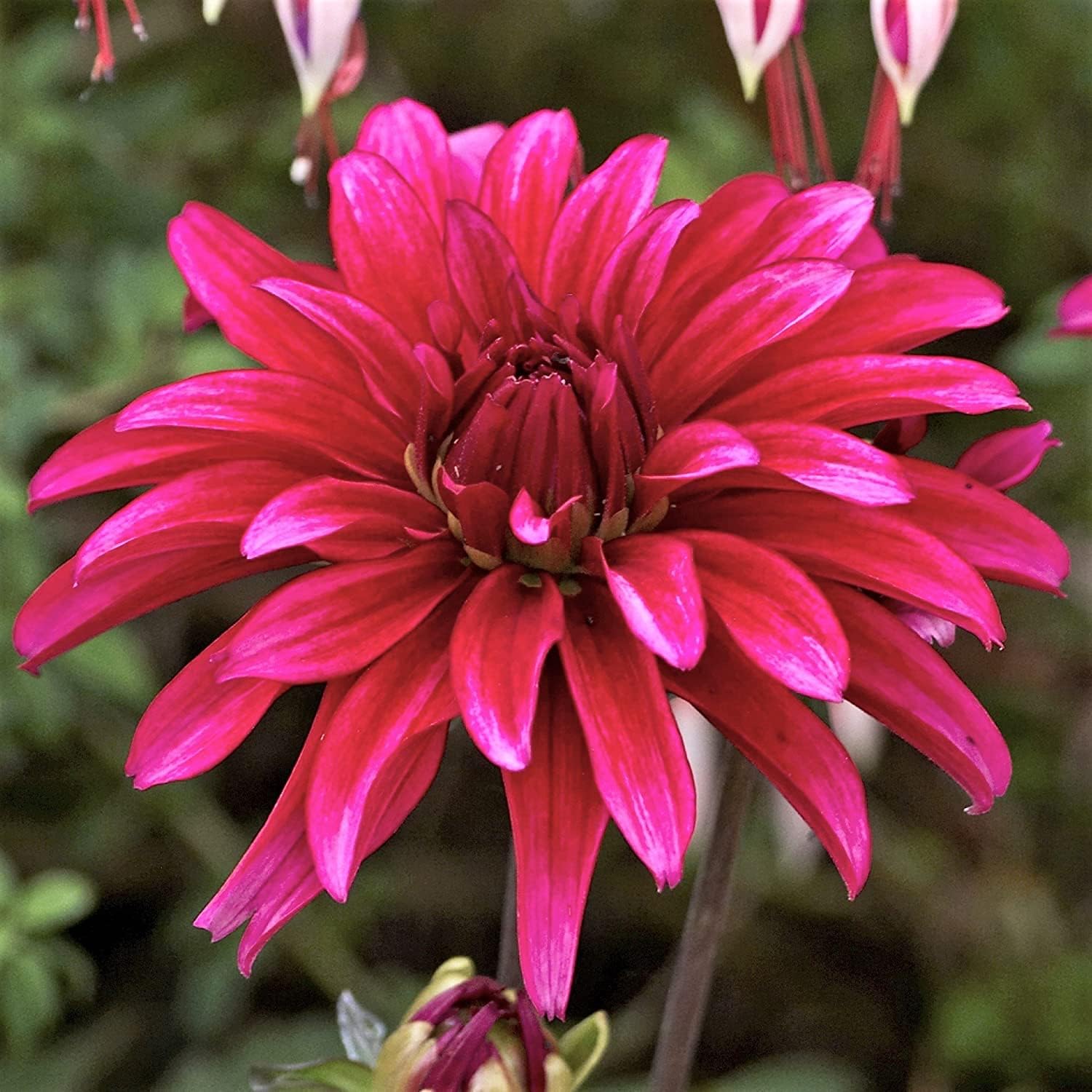 Purple Dwarf Dahlia Seeds – Miniature Gallery Art Nouveau Blooms for Containers – Up to 50%