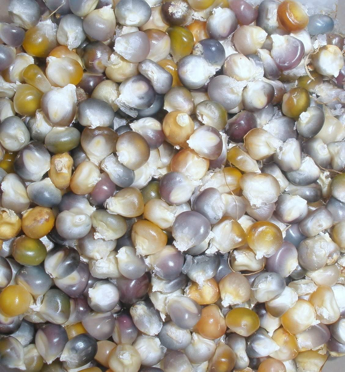 Glass Gem Cherokee Indian Corn Heirloom Seeds – up to 50%