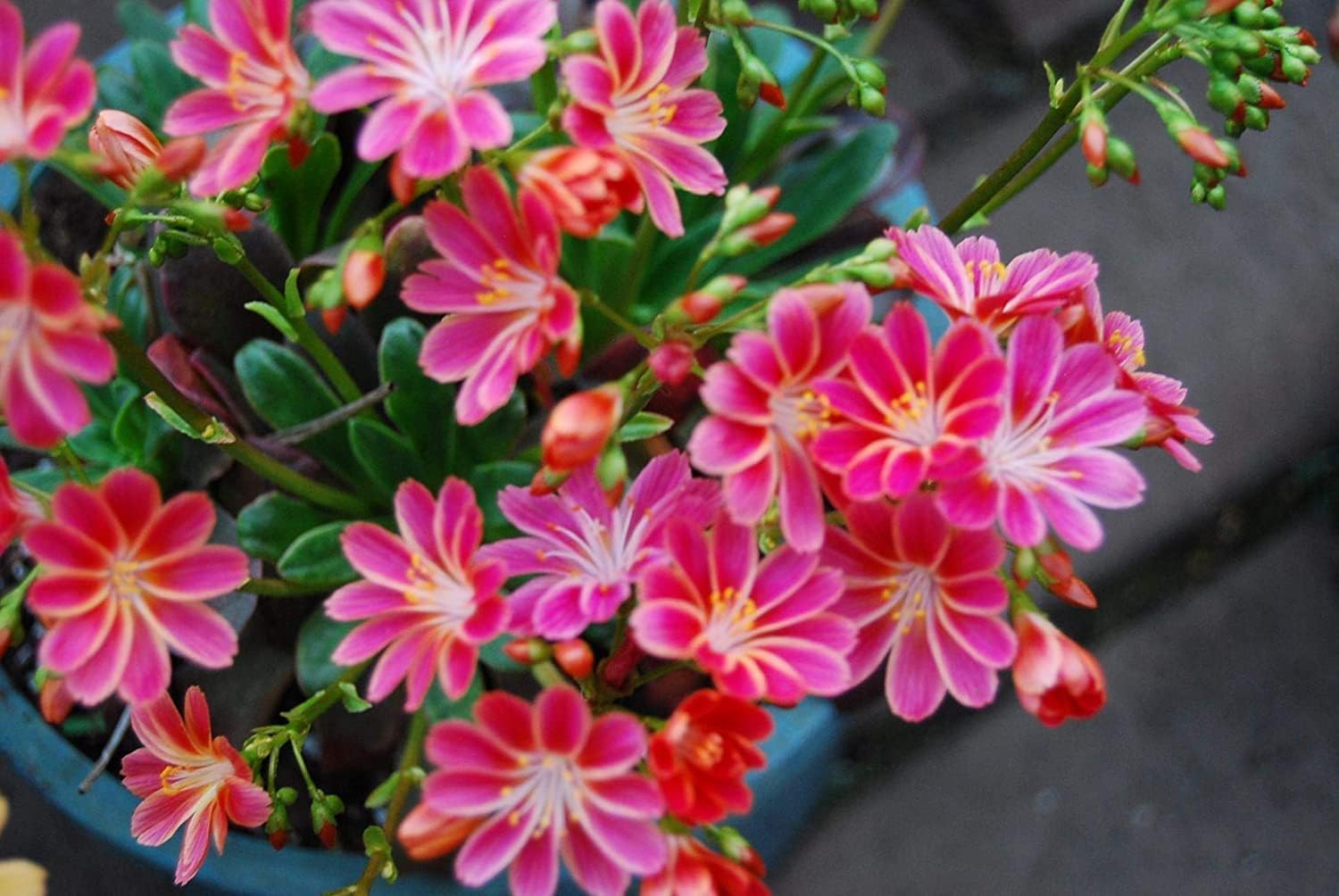 Lewisia Cotyledon Flower Seeds up to 50%