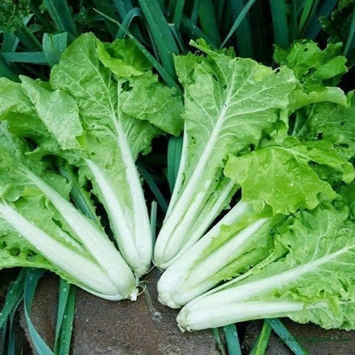Frilly Leaf Pak Choi Fun Jen Seeds – Hybrid Asian Greens | up to 50%